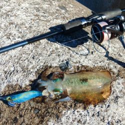 エギング秋シーズン開幕！